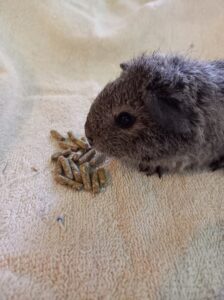 Karen Higgie's guinea pigs love Sharpes pellets