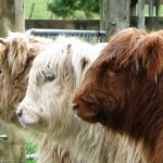 Woolly Manor Moos highland cattle