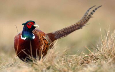 Guide to feeding and taking care of pheasants