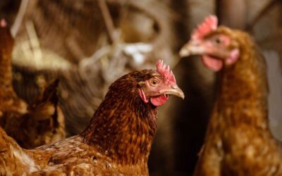 Pellets vs Crumbles – What should you feed your chickens?