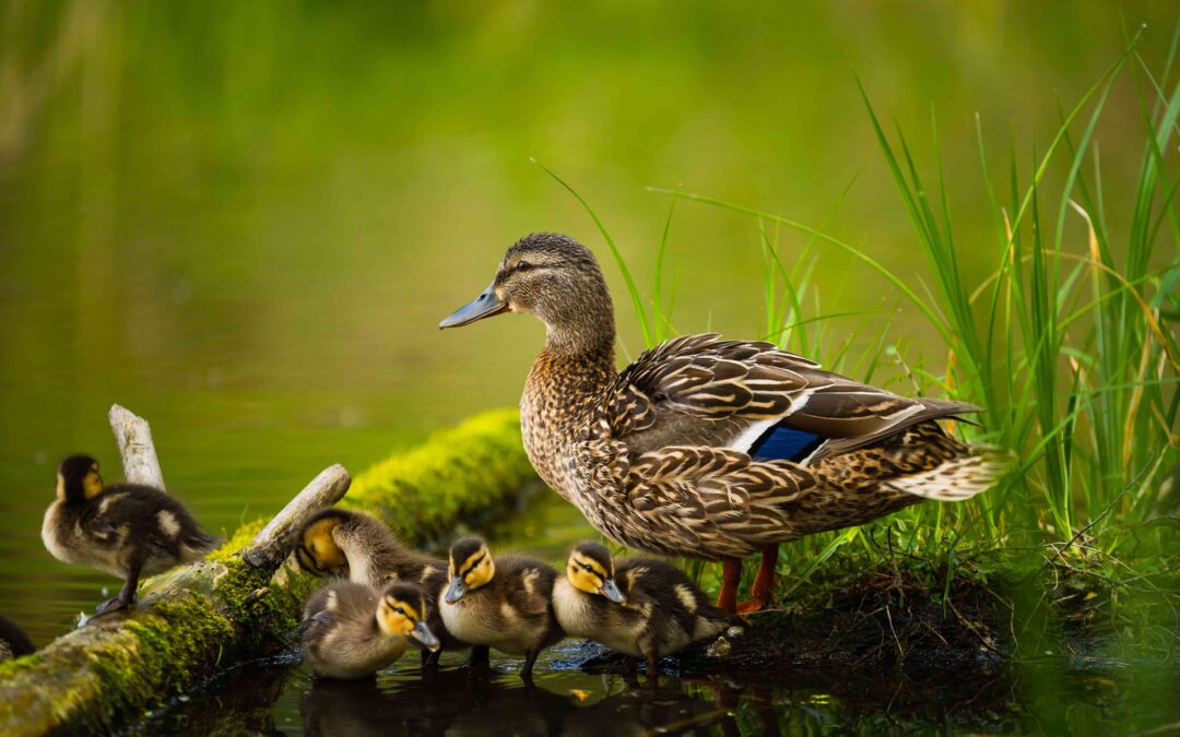 Nutritional requirements for ducks