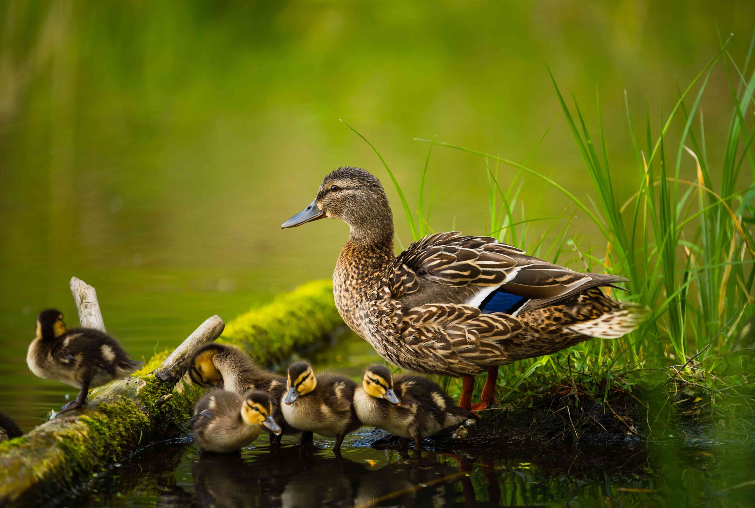 Nutritional requirements for ducks
