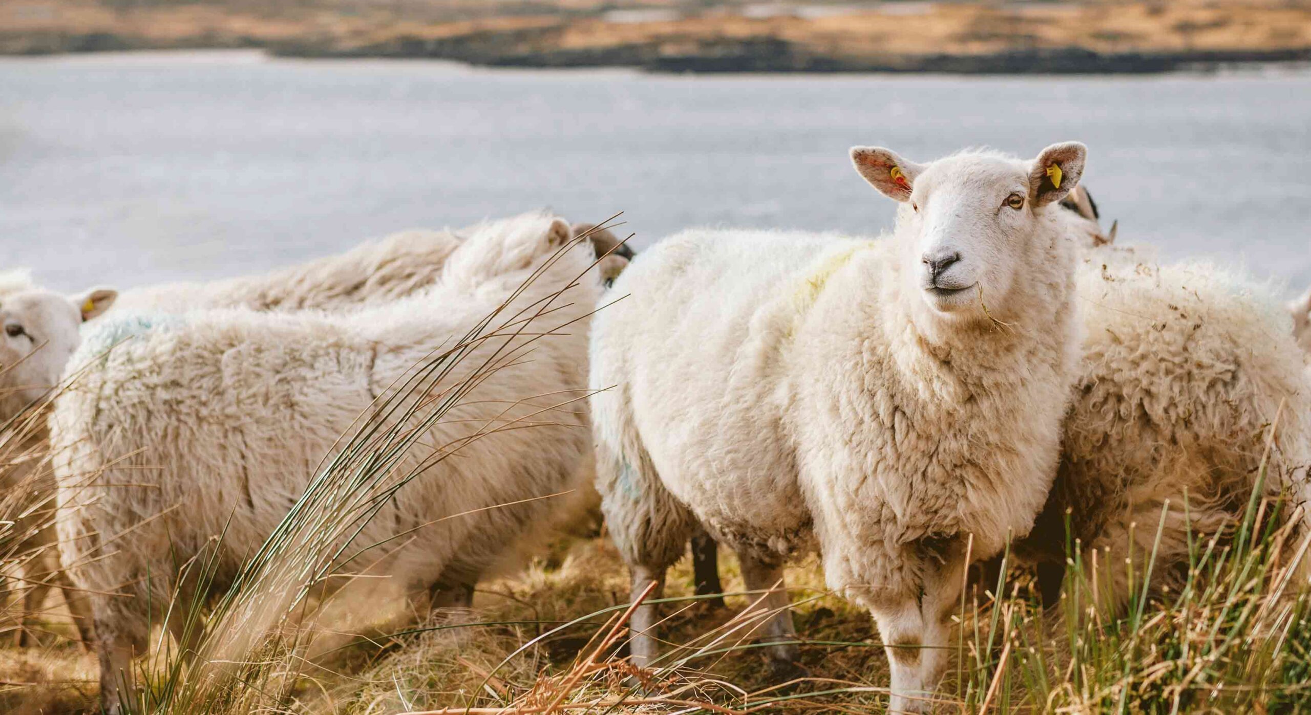 Farm sheep feeding guide