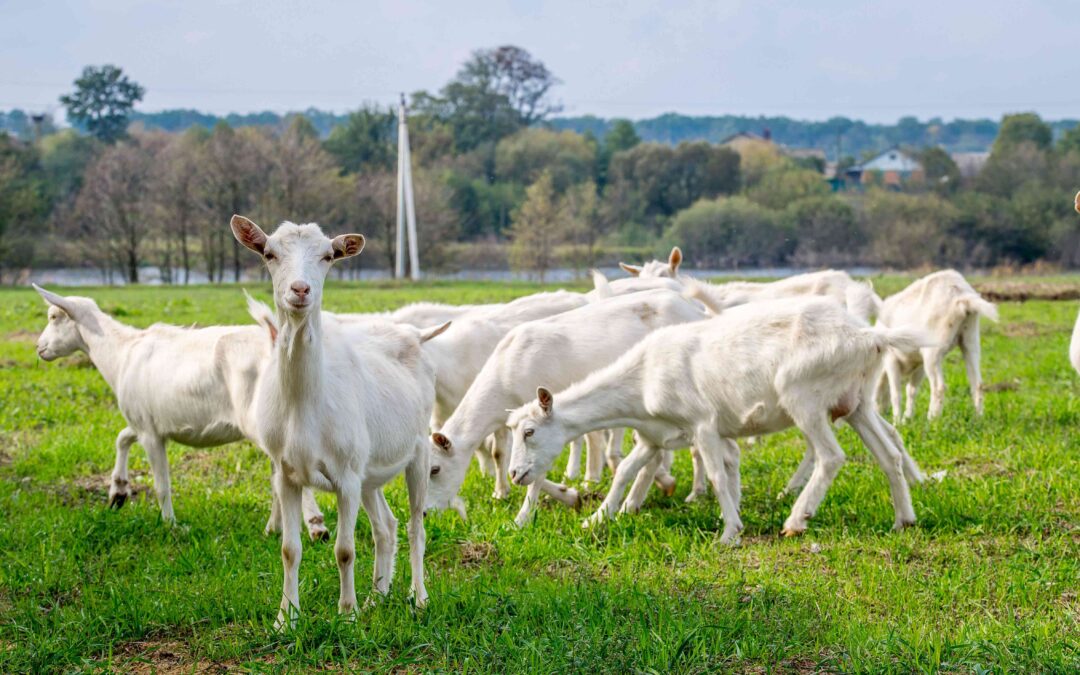 A farmers guide to feeding goats