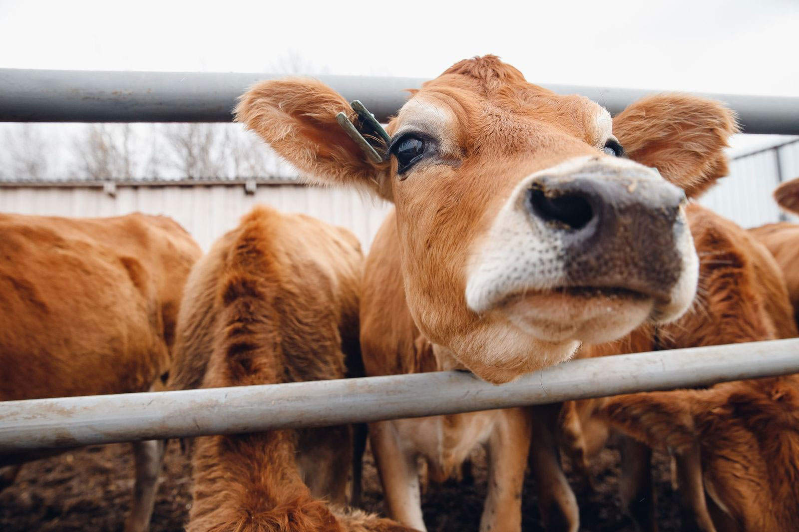 Dairy cow nutrition management: 3 steps for a healthy herd