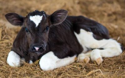 How to feed a Calf? A starter guide