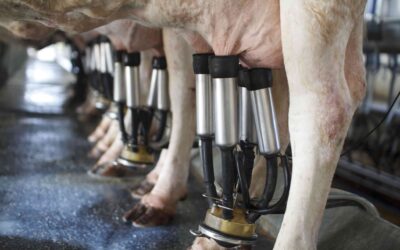 Managing a cows lactation cycle