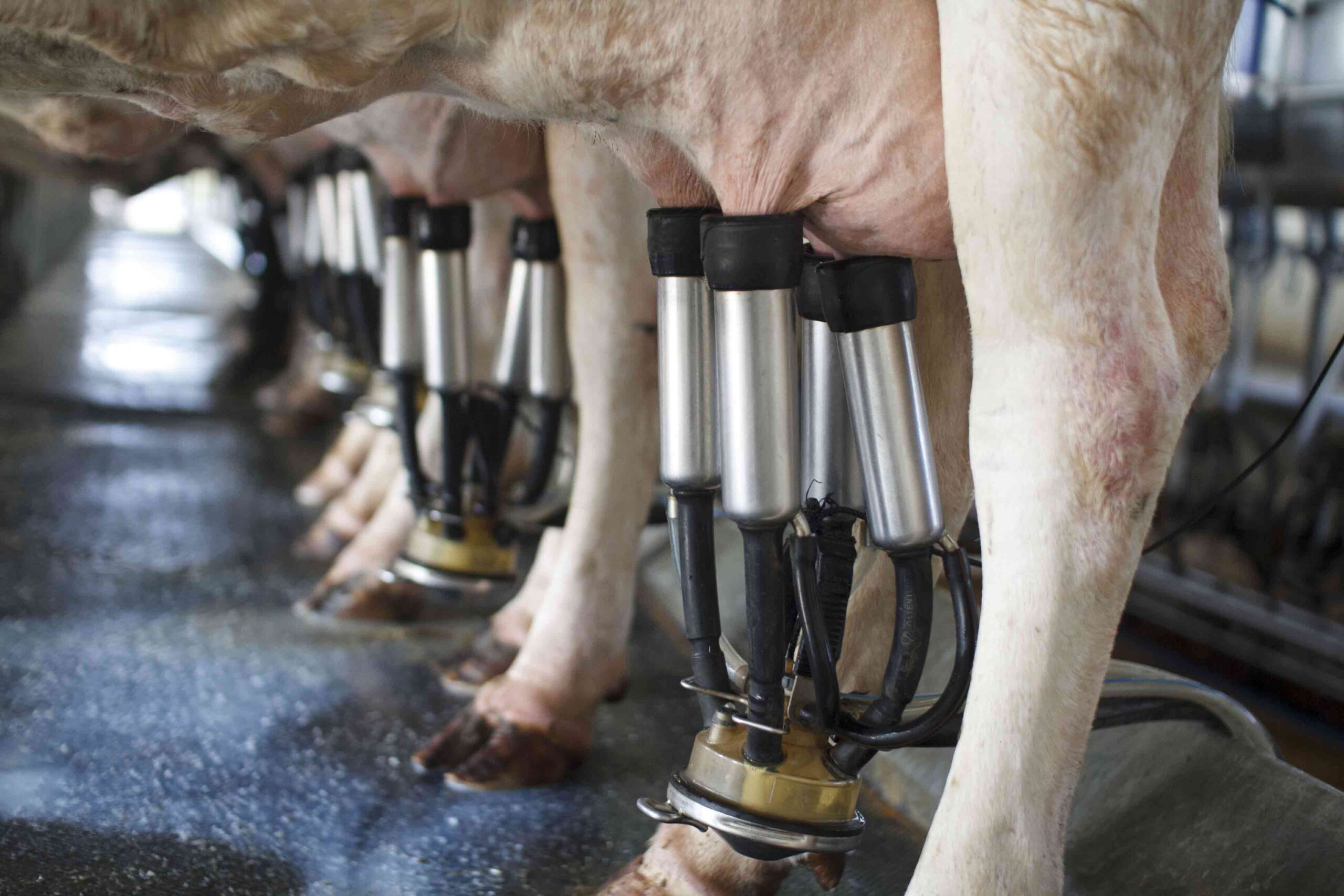 What to feed cows at each lactation cycle for high milk yields