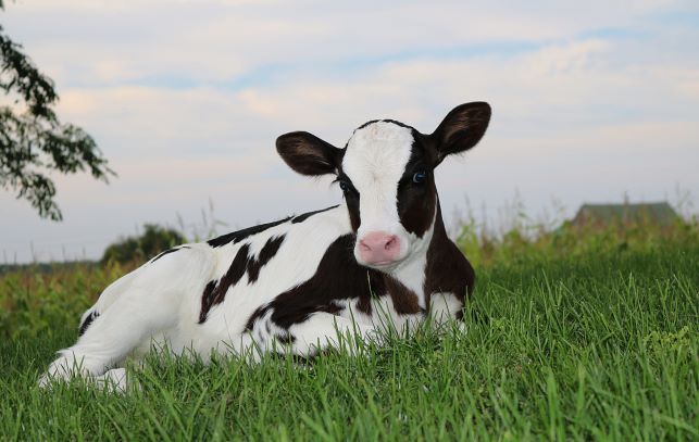 Probiotics for Calves – How and when to use them