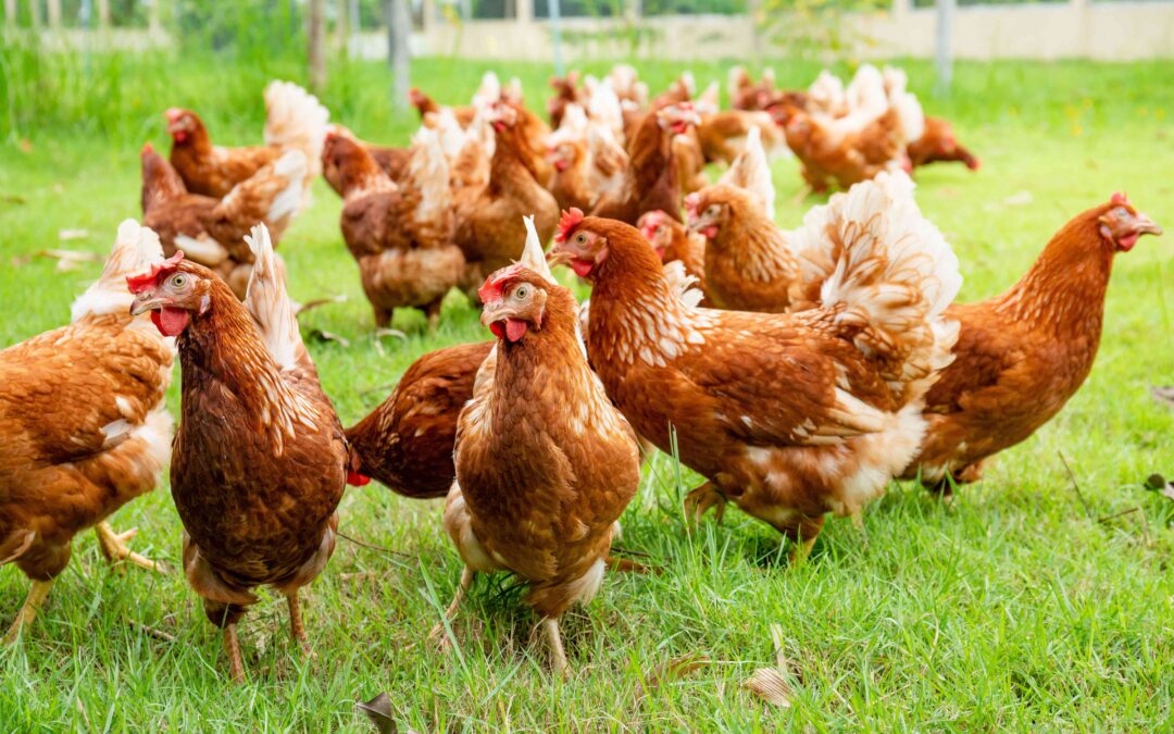 Nutrition requirements and feed for laying hens