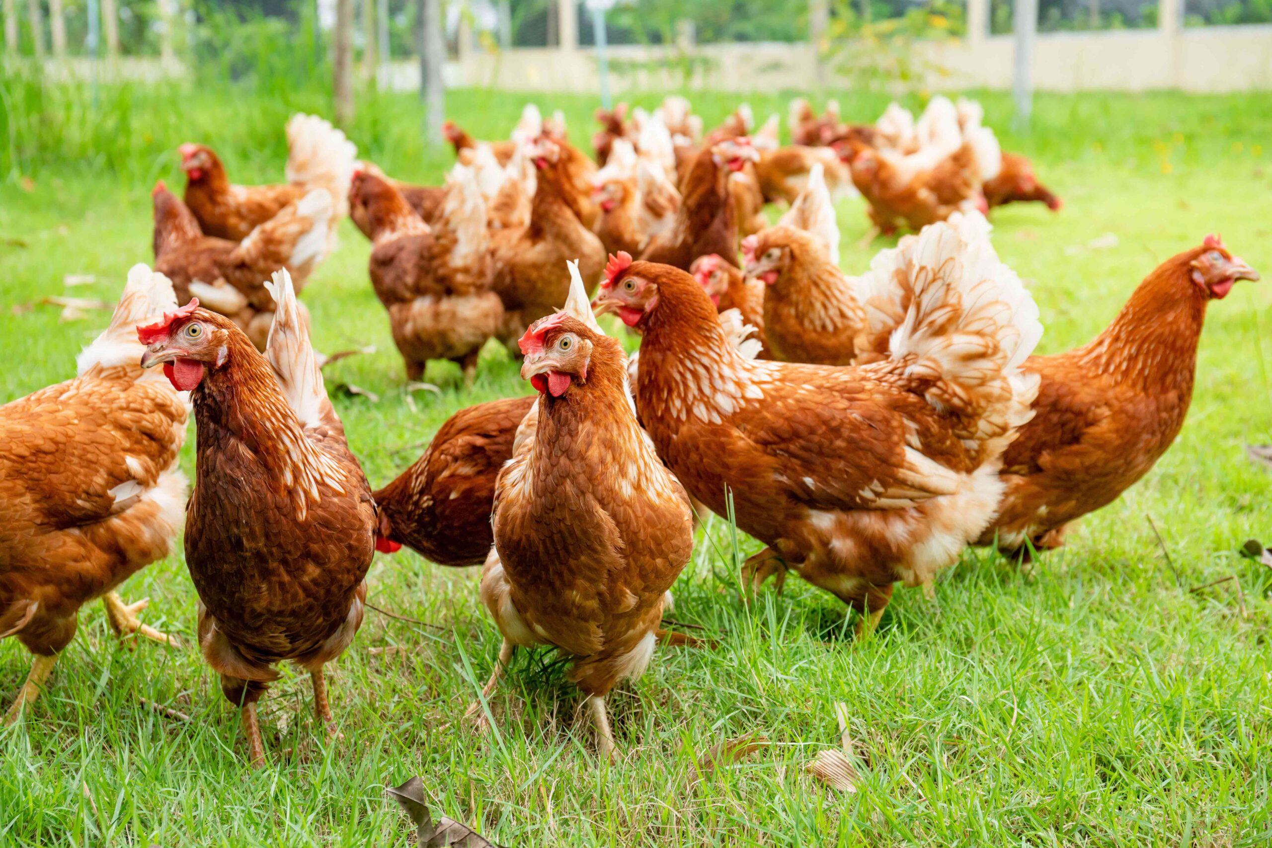 Nutrition requirements and feed for laying hens