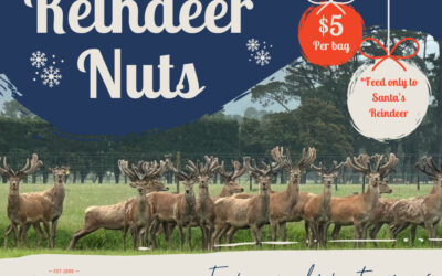 Reindeer Nuts now available